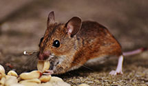 24 Hour & Emergency Exterminators in Takoma Park, MD